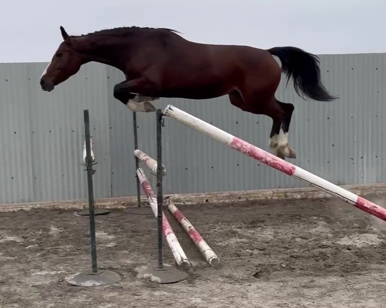 horse